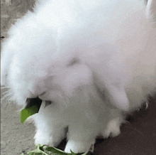 Bunny GIF - Bunny GIFs