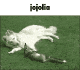 Jojolia Fox GIF - Jojolia Fox Wolf GIFs