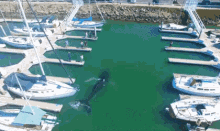 Humpback Whale Intruder GIF - Intruder Intruder Alert Whale GIFs