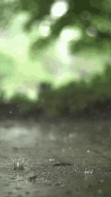 Rain Raining GIF - Rain Raining Drizzle GIFs