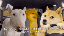 What Is Cringe Doge GIF - What Is Cringe Doge Car GIFs