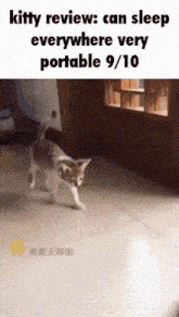 Kitty Review GIF - Kitty Review GIFs