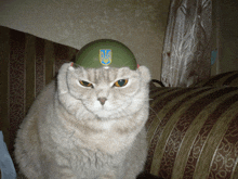 a cat wearing a helmet that says ukraine