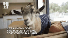 Pygmy Goat Civil Goat Coffee GIF - Pygmy Goat Civil Goat Coffee Chewing GIFs