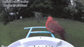 a picture of a bird with the caption " cardinal before vs after "