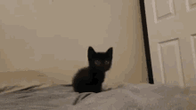 Cat Skrunkly GIF - Cat Skrunkly Cute GIFs