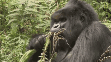 Eating Mountain Gorillas Survival Dian Fosseys Legacy Lives On GIF - Eating Mountain Gorillas Survival Dian Fosseys Legacy Lives On Short Film Showcase GIFs