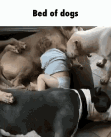 Bed Of GIF - Bed Of Dogs GIFs