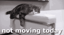 Cat Mood GIF - Cat Mood Not Moving Today GIFs