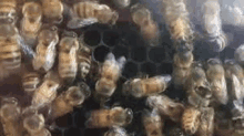 Swarm Insect GIF