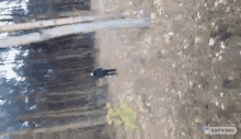 an aerial view of a person walking through a forest