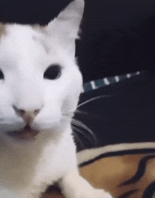 Cat Laughing GIF - Cat Laughing Giggling GIFs