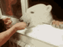 Bear Polar Bear GIF - Bear Polar Bear Snacks GIFs