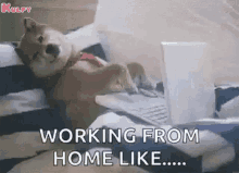 Working From Be Like Gif GIF - Working From Be Like Gif Working From Home GIFs