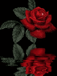 Rose Flower GIF