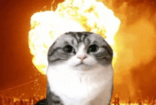 a cat is standing in front of an explosion and looking at it .