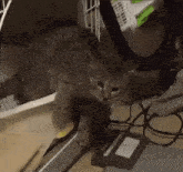 GIF