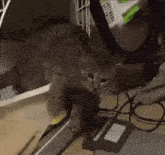 Tweaking Cat GIF - Tweaking Cat GIFs