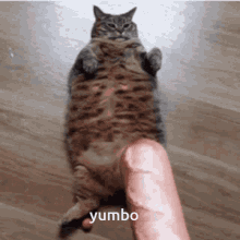 Yumbo Cat Yumbo GIF