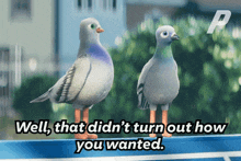 Unexpected Pigeons GIF