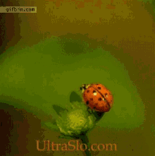 2 GIF - Ladybug Slowmotion Wings GIFs