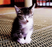 a black and white kitten is sitting on a carpet with its eyes closed