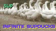 Infinite Supducks GIF - Infinite Supducks Ducks GIFs
