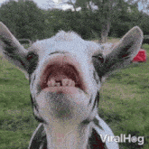a close up of a goat 's mouth with the words viralhog written on the bottom