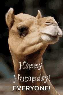 Greeting Happy Humpday GIF
