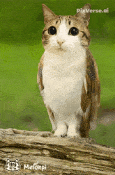 a picture of a cat that looks like an owl with melonpi written below it