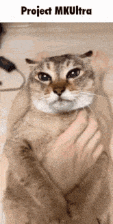 Tole Mkultra GIF - Tole Mkultra Cat GIFs