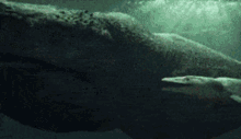 sea monster baby dinosaur sea underwater