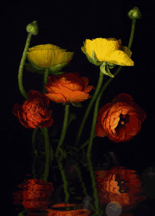 Virág Flowers GIF