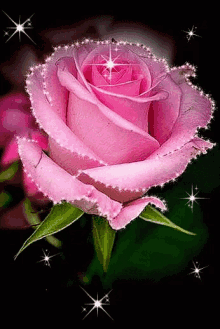Rose Bloom GIF - Rose Bloom Glittery GIFs