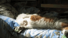 a cat laying on a bed with a blue blanket