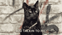 tell me more salem cat waiting you talking to me