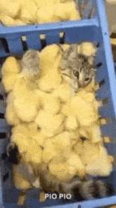 Cat Blending In GIF - Cat Blending In They Dont Know Yet GIFs