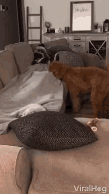 Waking Up Hooman And Doggo GIF - Waking Up Hooman And Doggo Cuddles GIFs