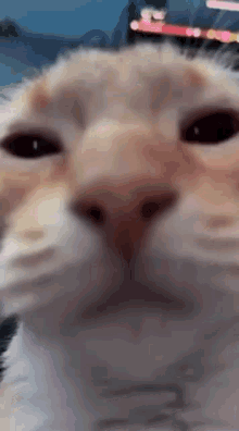 Justfordiscordnitro Cat GIF - Justfordiscordnitro Cat Do Do Dooo GIFs