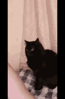 Attention Kitty GIF - Attention Kitty Black Cat GIFs