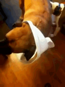 Tank The Dog Caught Red Handed As A Garbage Digger GIF - Dog Garbage Digger GIFs
