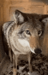 Coyote Yurryot GIF - Coyote Yot Yurryot GIFs