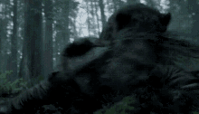 Image result for bear attack gif