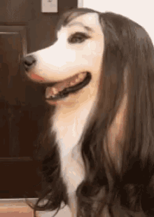 funny dogs with wigs