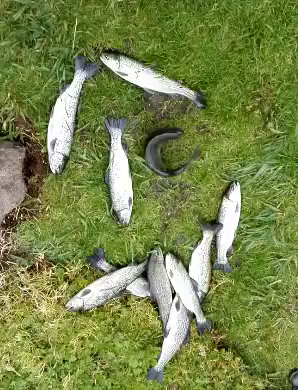 Download Fish Out Of Water Gifs Tenor