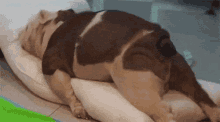 Pity, that Women humping pillows gifs with you Know nothing Women humping pillows gifs thank for