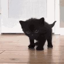 Black Cats GIFs | Tenor