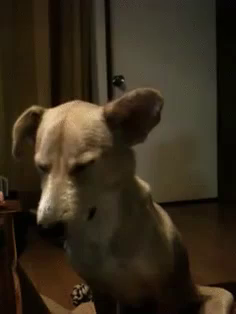 眠い 犬 いぬ Gif Dog Discover Share Gifs