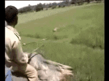 Image result for lion attacking human gif