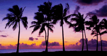 Palm Tree Island Sunset GIF - Island IslandVibes IslandLife GIFs
